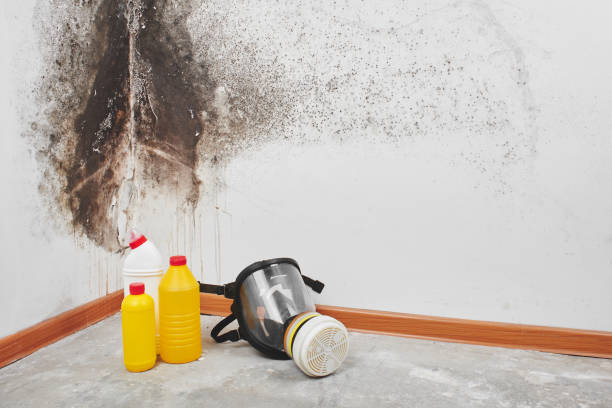 Port Wentworth, GA Mold Remediation Company