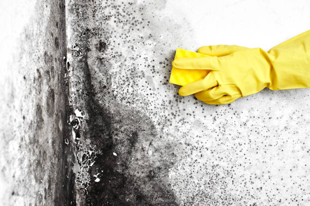 Best Bathroom Mold Remediation in Port Wentworth, GA