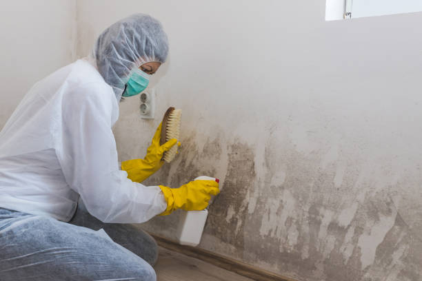 Best Crawl Space Mold Remediation in Port Wentworth, GA