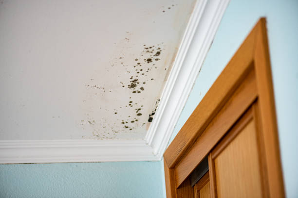 Best Insurance-Related Mold Remediation in Port Wentworth, GA