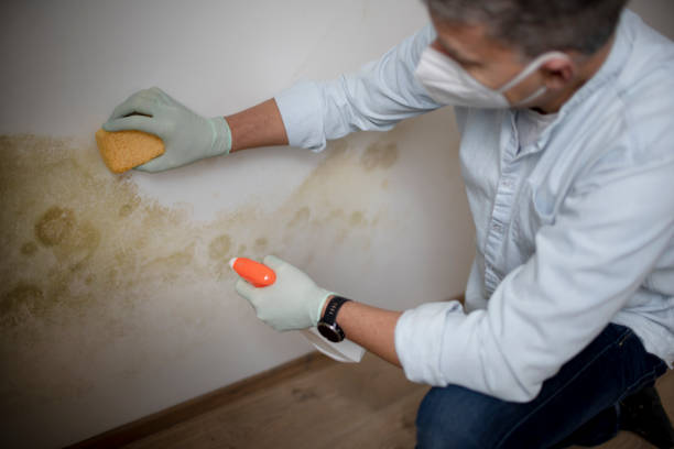 Best Basement Mold Remediation in Port Wentworth, GA