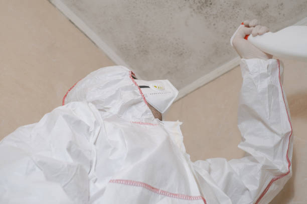 Professional Mold Remediation in Port Wentworth, GA