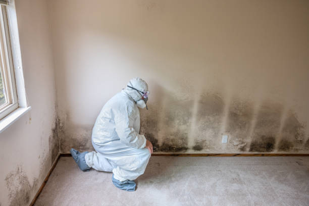 Best HVAC Mold Remediation in Port Wentworth, GA