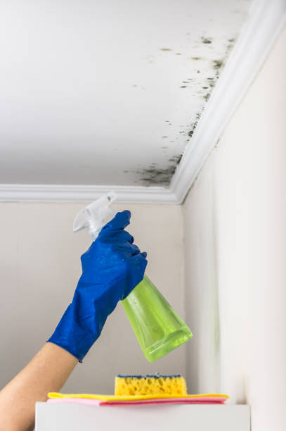 Best Mold Testing and Inspection Services in Port Wentworth, GA